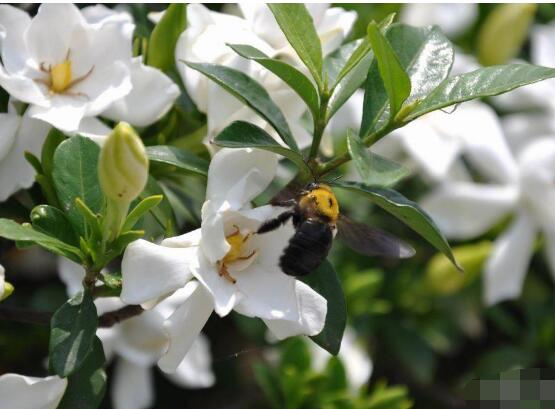 梔子花什么時候開花,梔子花開花期5月-8月