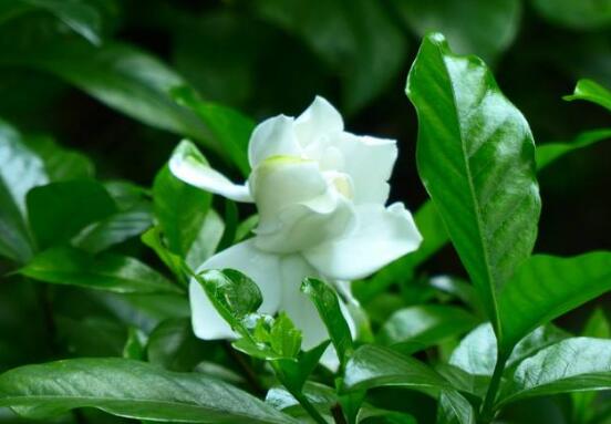 梔子花什么時候開花,梔子花開花期5月-8月