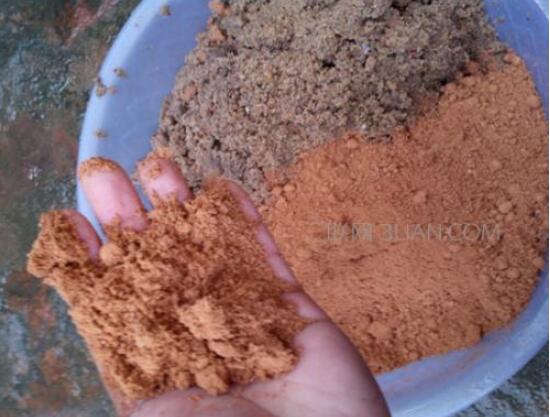 茶花爛根怎么辦,茶花爛根的處理方法