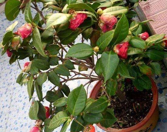 茶花爛根怎么辦,茶花爛根的處理方法