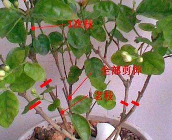 梔子花怎么修剪,梔子花修剪方法