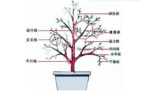 梔子花怎么修剪,梔子花修剪方法