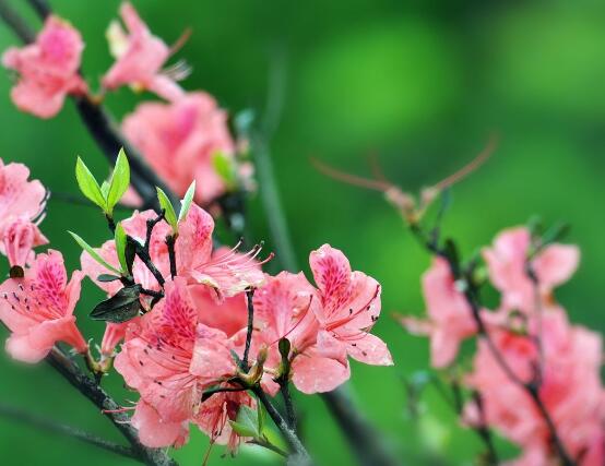 杜鵑花怎么修剪,杜鵑花修剪方法