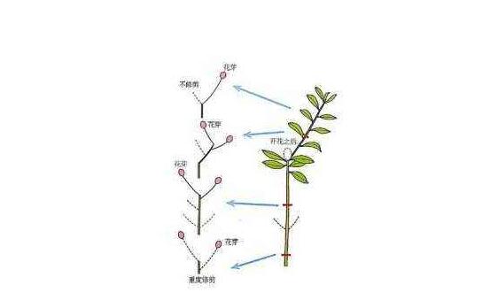 杜鵑花怎么修剪,杜鵑花修剪方法