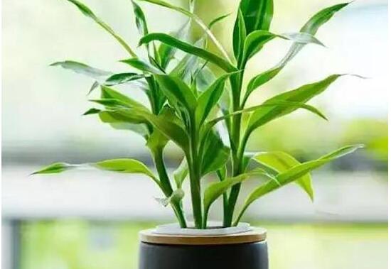 富貴竹花語是什么,富貴竹養(yǎng)幾根才最好