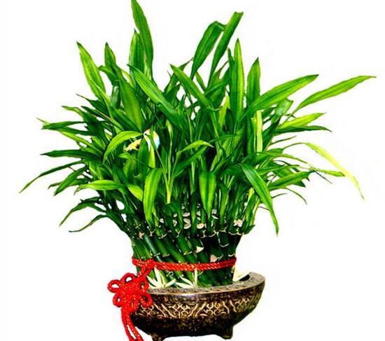 富貴竹花語是什么,富貴竹養(yǎng)幾根才最好