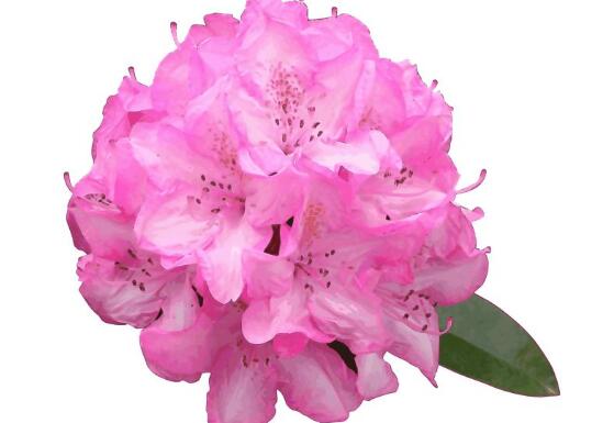 杜鵑花什么時(shí)候開,不同品種不同時(shí)期開