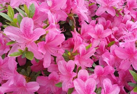 杜鵑花什么時(shí)候開,不同品種不同時(shí)期開
