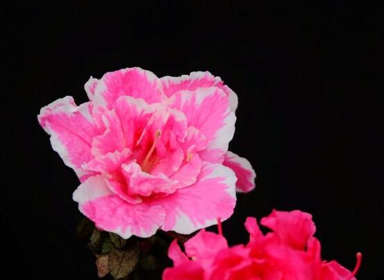 杜鵑花有毒嗎,杜鵑花適合放在臥室嗎