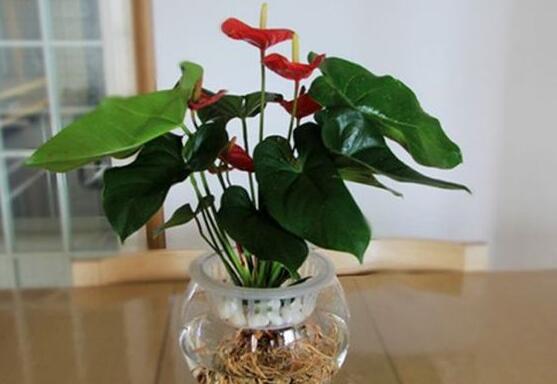 紅掌可以水培嗎,紅掌水培方法