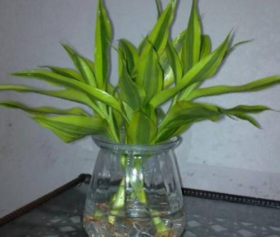 新買的富貴竹怎么水養(yǎng),水養(yǎng)富貴竹小技巧