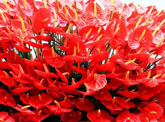 紅掌施什么肥好,紅掌施氮磷鉀復合肥最好