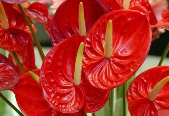紅掌有毒嗎,紅掌適合在室內(nèi)養(yǎng)嗎