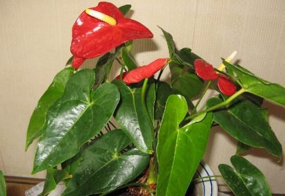 紅掌有毒嗎,紅掌適合在室內(nèi)養(yǎng)嗎