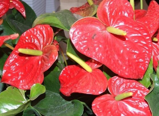 紅掌有毒嗎,紅掌適合在室內(nèi)養(yǎng)嗎