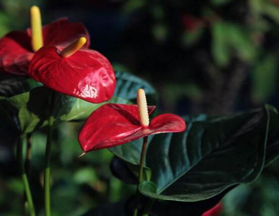 紅掌有毒嗎,紅掌適合在室內(nèi)養(yǎng)嗎