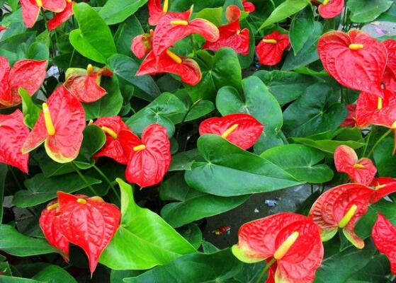 紅掌的花語,象征著大展宏圖、熱情、熱血