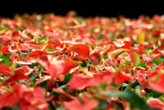 紅掌的花語,象征著大展宏圖、熱情、熱血