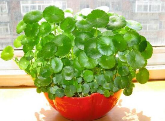 銅錢草怎么養(yǎng)比較茂盛,銅錢草的養(yǎng)殖方法