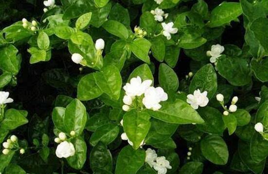茉莉花有毒嗎,茉莉花可以放在室內(nèi)嗎