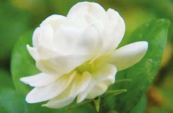 茉莉花有毒嗎,茉莉花可以放在室內(nèi)嗎