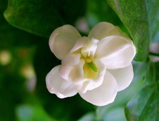茉莉花有毒嗎,茉莉花可以放在室內(nèi)嗎
