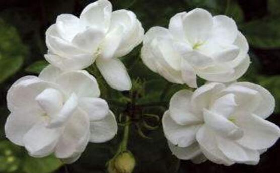 茉莉花怎么澆水,茉莉花澆水方法