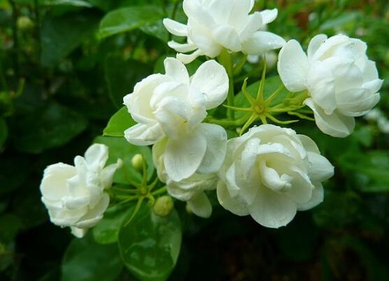 茉莉花怎么澆水,茉莉花澆水方法