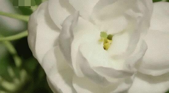 茉莉花怎么澆水,茉莉花澆水方法