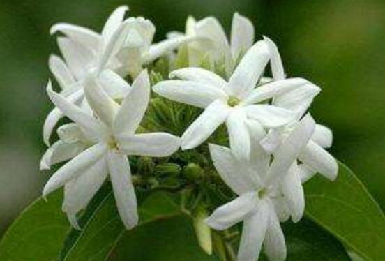 茉莉花怎么澆水,茉莉花澆水方法