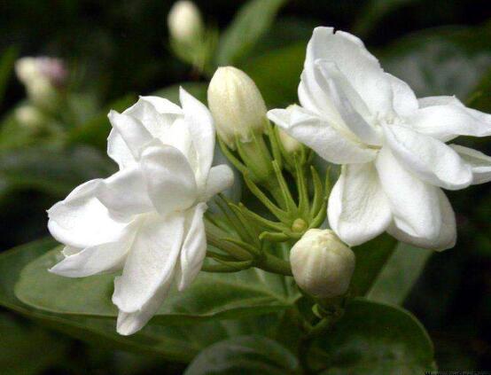 茉莉花什么時候開花,茉莉花一年可開三次花