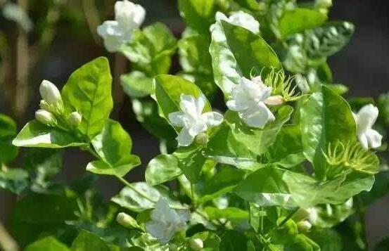 茉莉花什么時候開花,茉莉花一年可開三次花