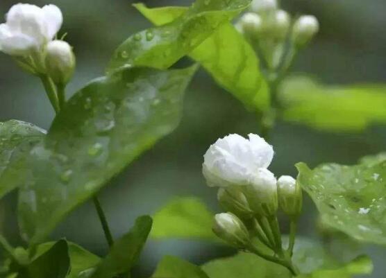 茉莉花什么時候開花,茉莉花一年可開三次花