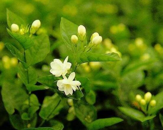 茉莉花什么時候開花,茉莉花一年可開三次花