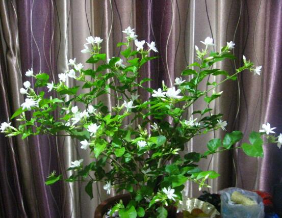 茉莉花什么時候開花,茉莉花一年可開三次花