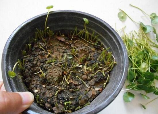 銅錢草怎么修剪,銅錢草剪掉葉子能活嗎