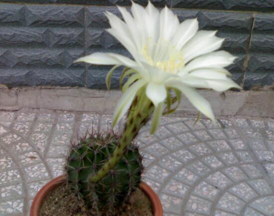 仙人掌會開花嗎,仙人掌什么時候開花