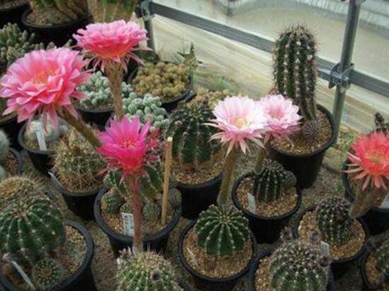 仙人掌會開花嗎,仙人掌什么時候開花
