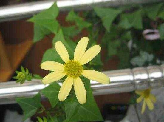 常春藤會開花嗎,常春藤什么時候開花