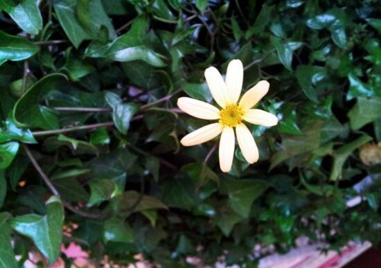 常春藤會開花嗎,常春藤什么時候開花