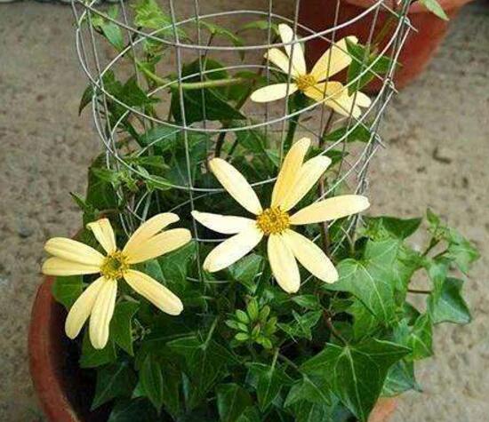 常春藤會開花嗎,常春藤什么時候開花