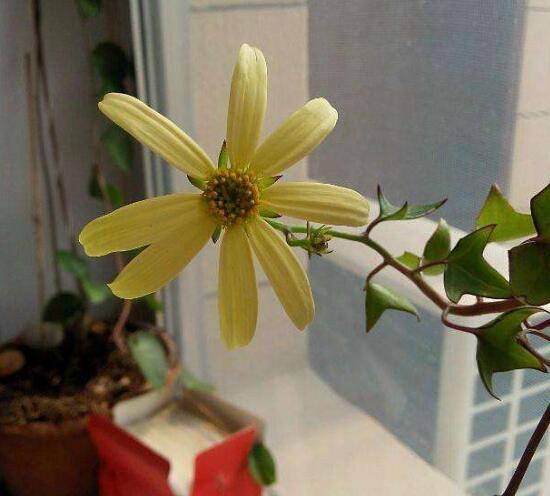 常春藤會開花嗎,常春藤什么時候開花