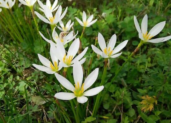 水仙花什么時候開花,水仙花花期在冬季