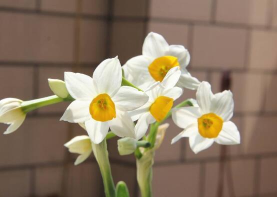 水仙花什么時候開花,水仙花花期在冬季