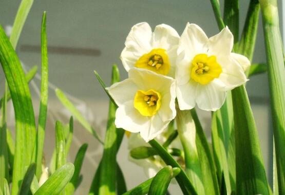 水仙花的繁殖方法,水仙花四大繁殖方法