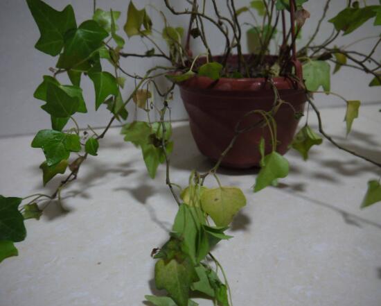 常春藤爛根怎么辦,常春藤爛根的原因及處理方法