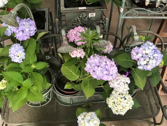 繡球花怎么澆水，繡球花多久澆一次水