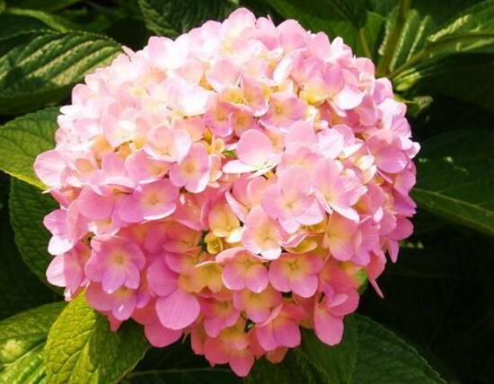 繡球花花語是什么,繡球花的寓意及象征
