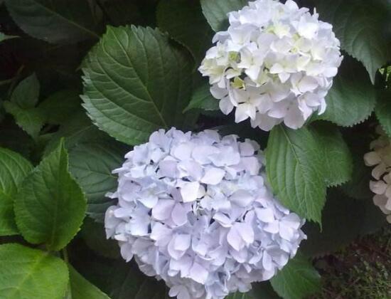 繡球花什么時(shí)候開花,繡球花一年開幾次花