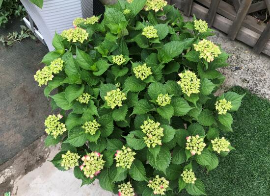 繡球花什么時(shí)候開花,繡球花一年開幾次花